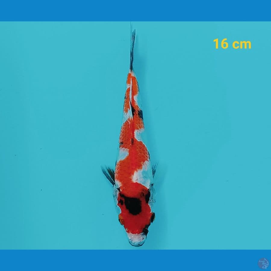 Mini on 16 cm