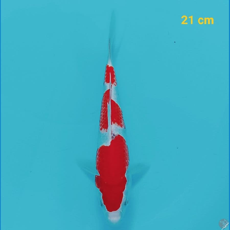 Kohaku 21 cm