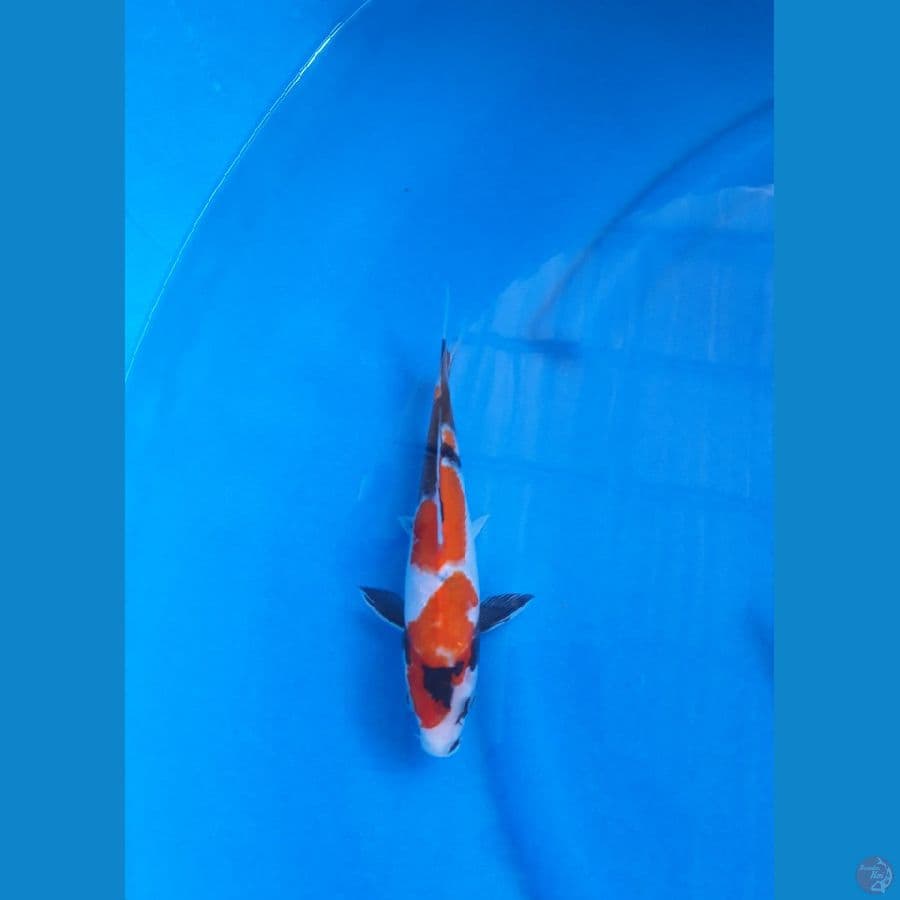 SHOWA BAHAN 22CM - FEMALE