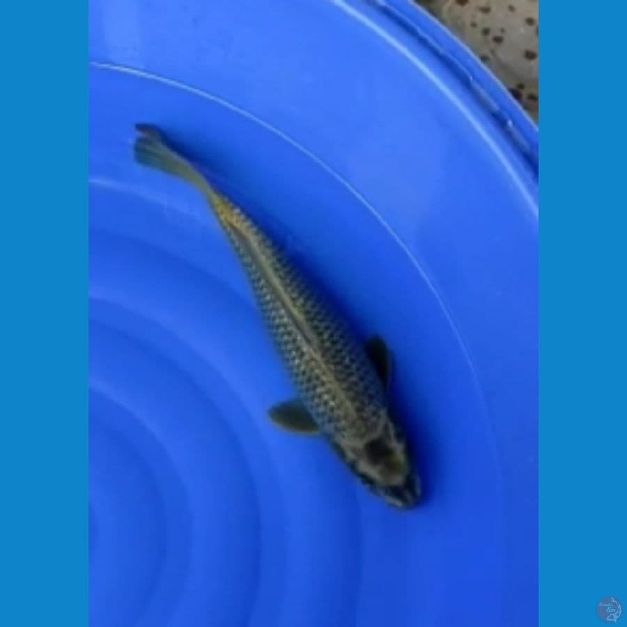 mukasi 42cm