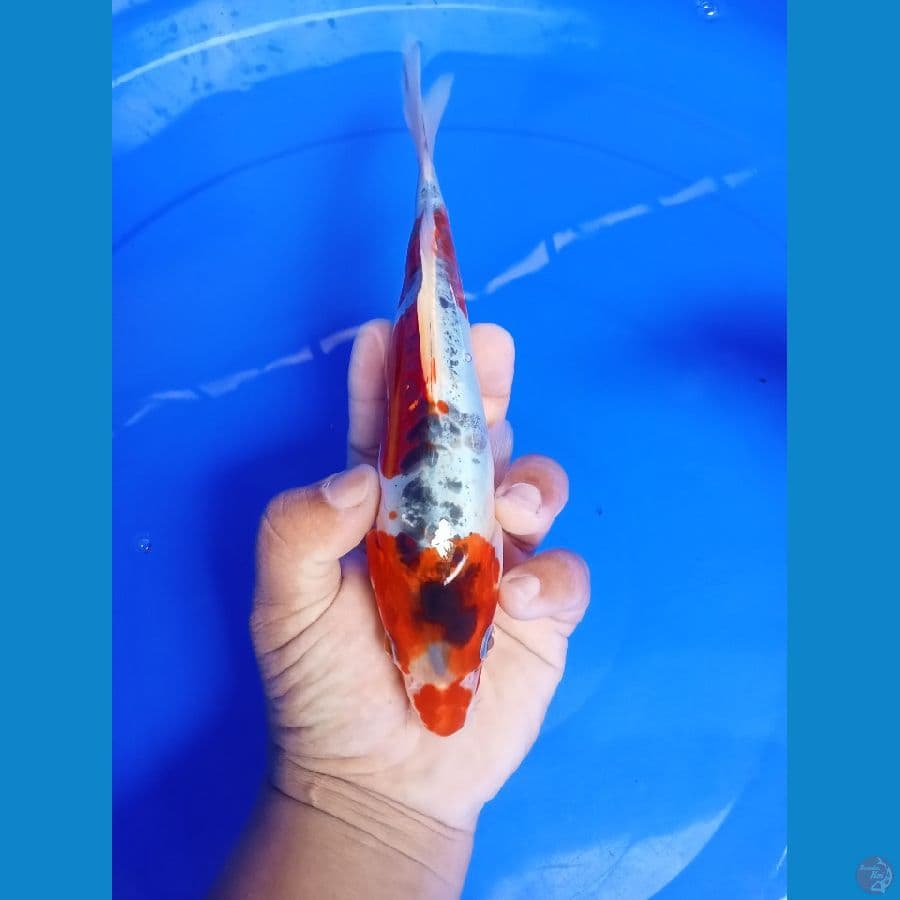 kikokuriyu 23cm