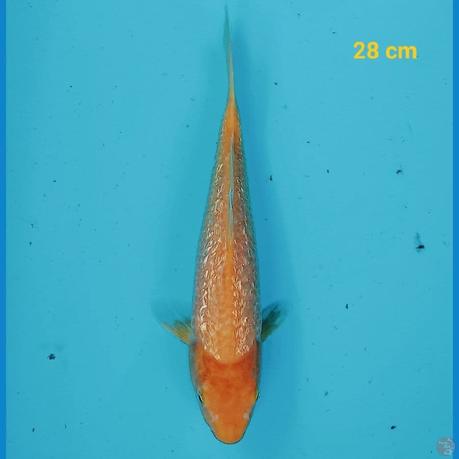 karasi ginrin 28 cm