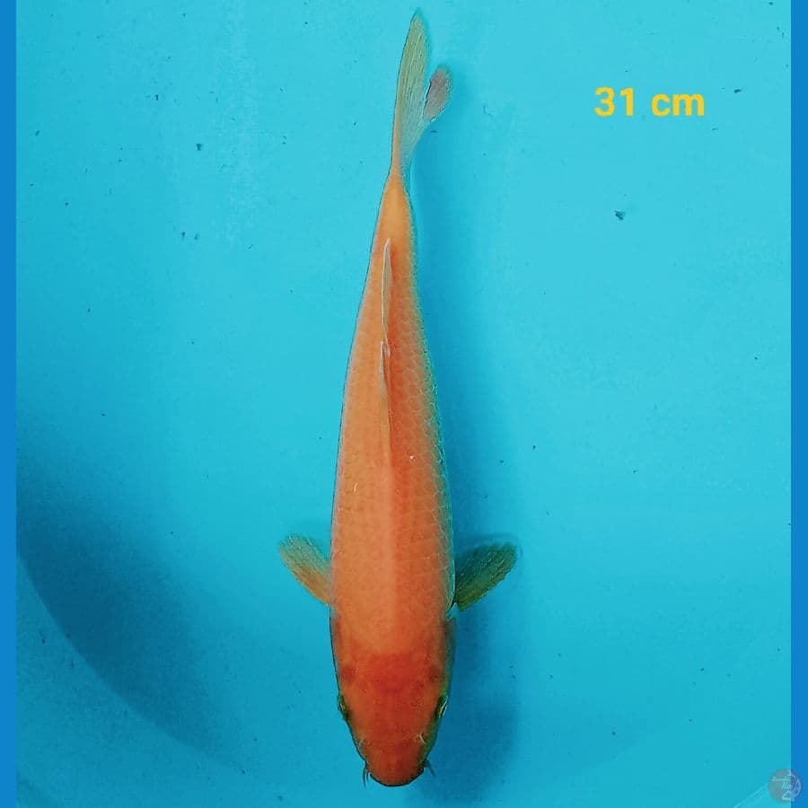 karasi 31 cm