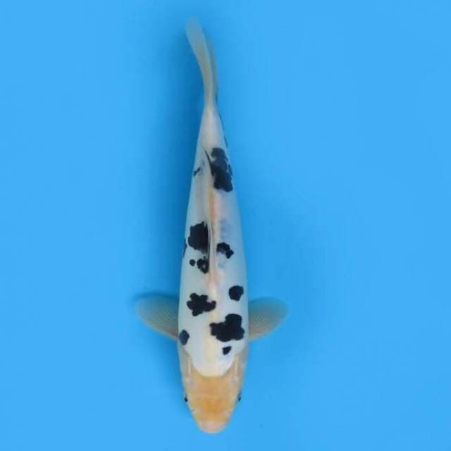 27cm Male - Sq Bekko Doitsu Murni