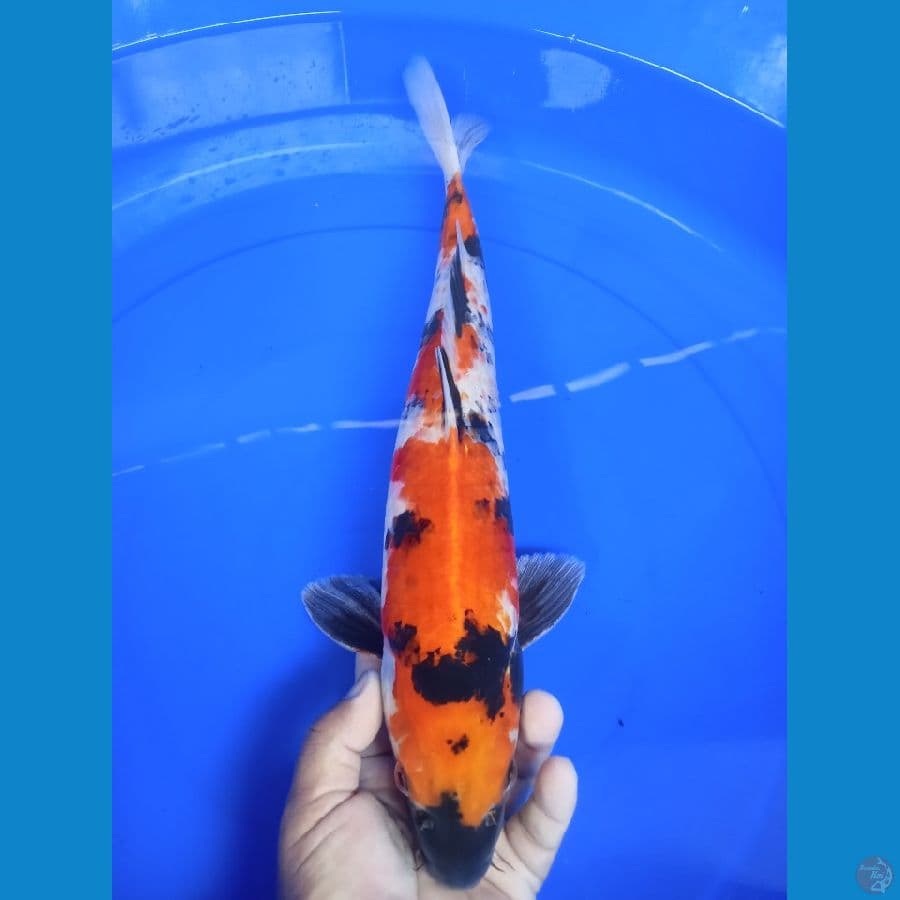 showa 42cm