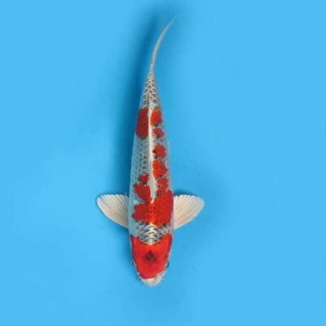 28cm Male - Ori Beni Kujaku F1