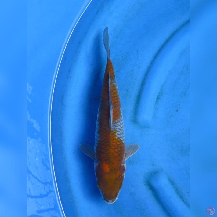 35cm - Ochiba