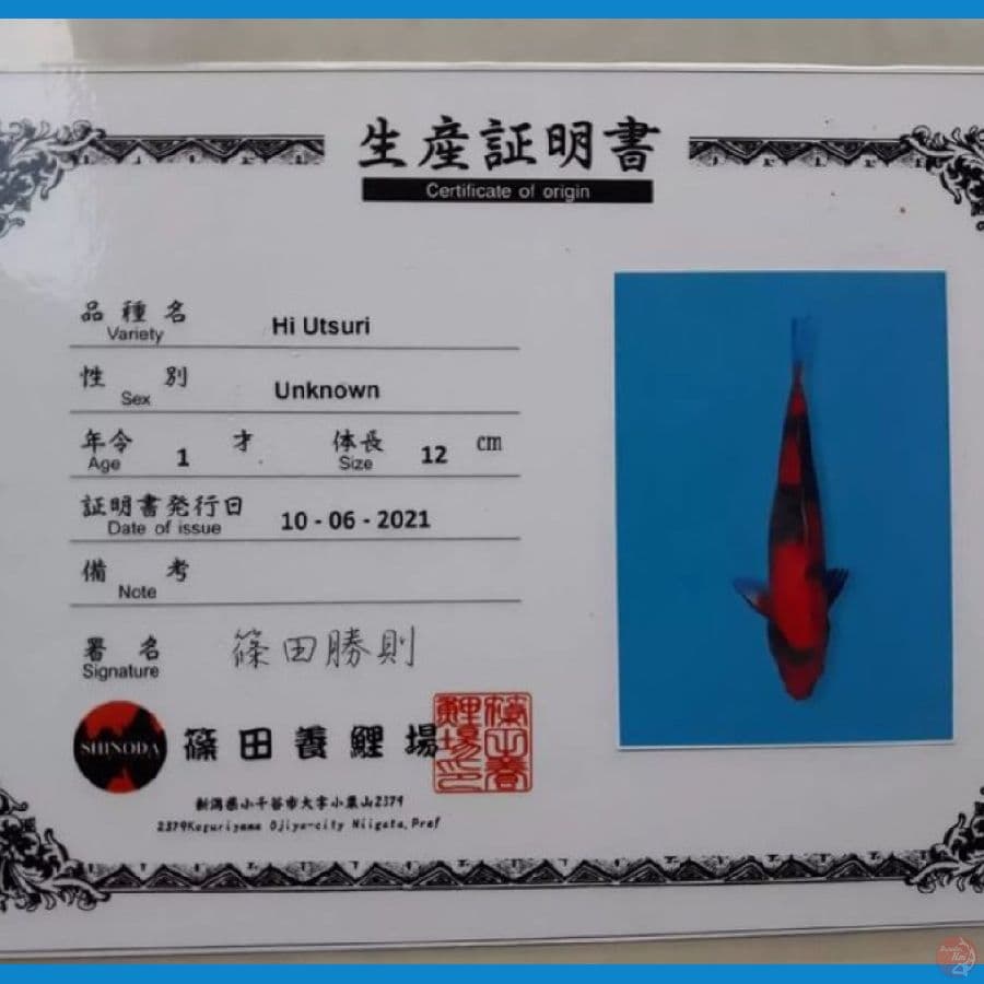HIUTSURI SHINODA 30cm