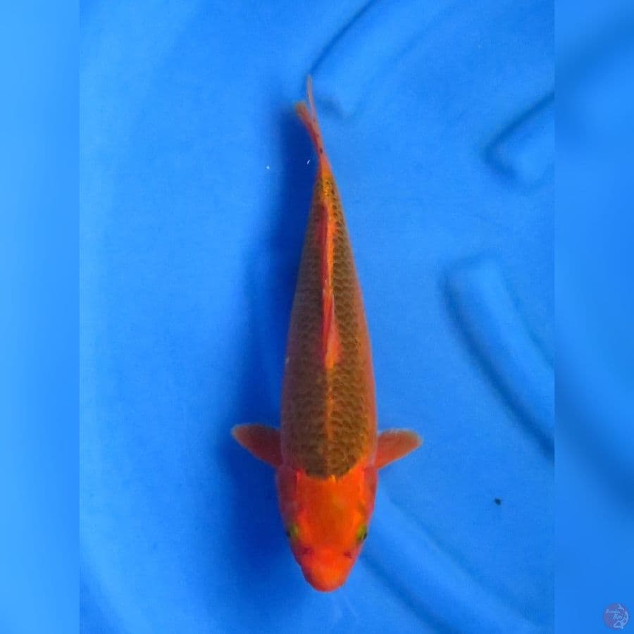33cm - Matsuba