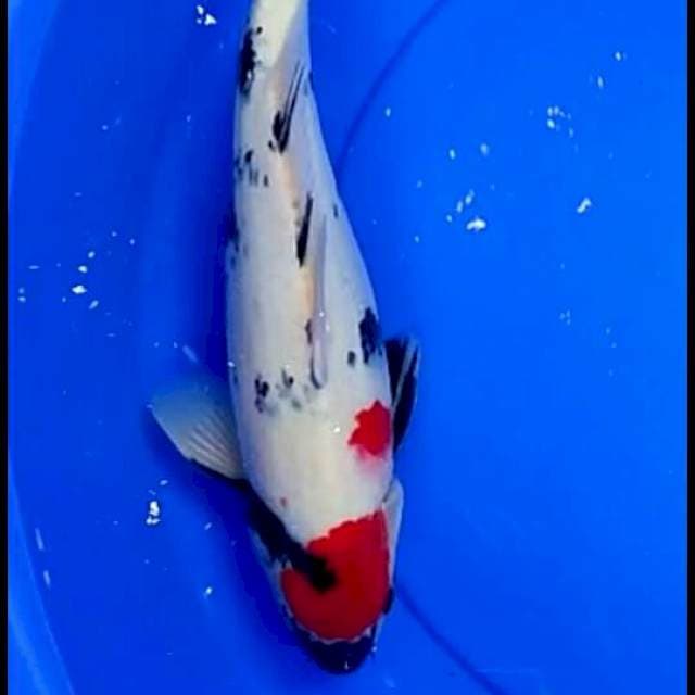 Showa 40 cm