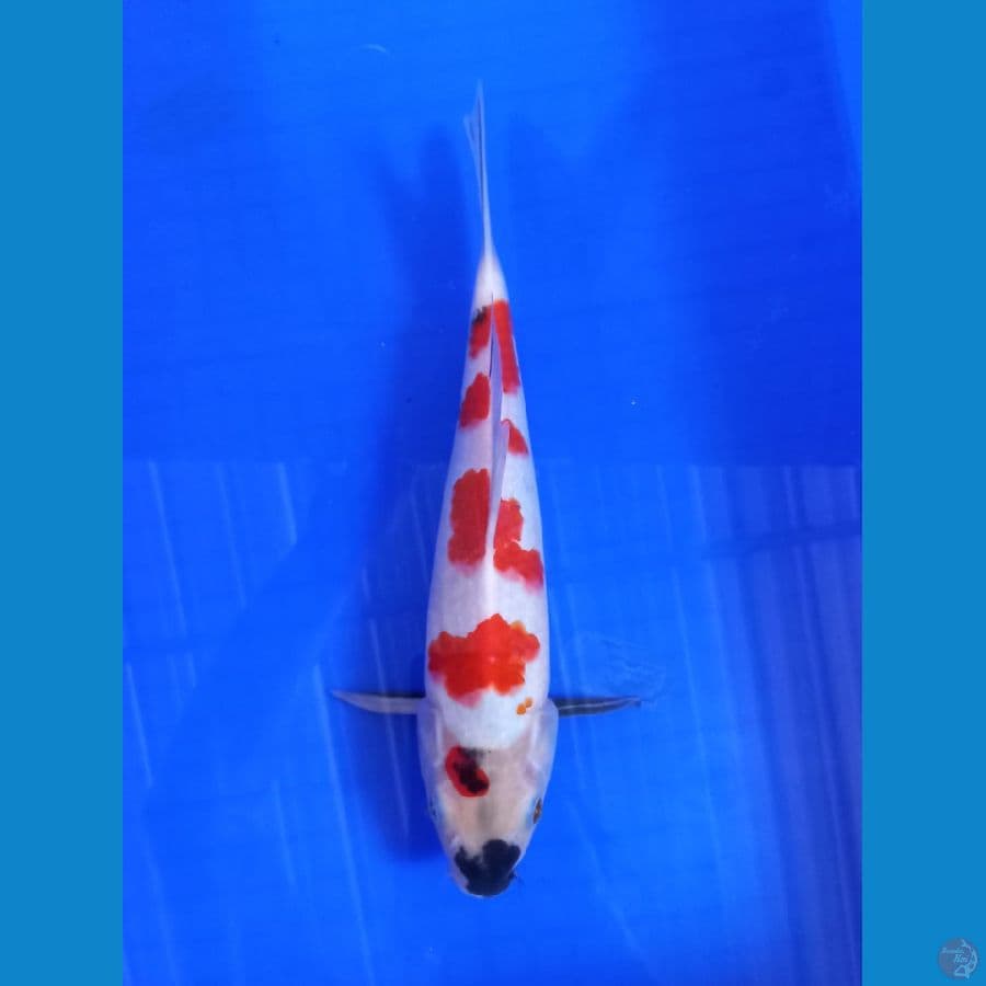 showa 30cm #M