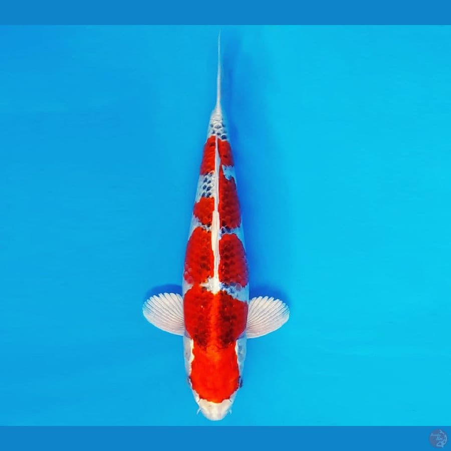 SONATA 8 ~ KUJAKU 29 cm/male ™