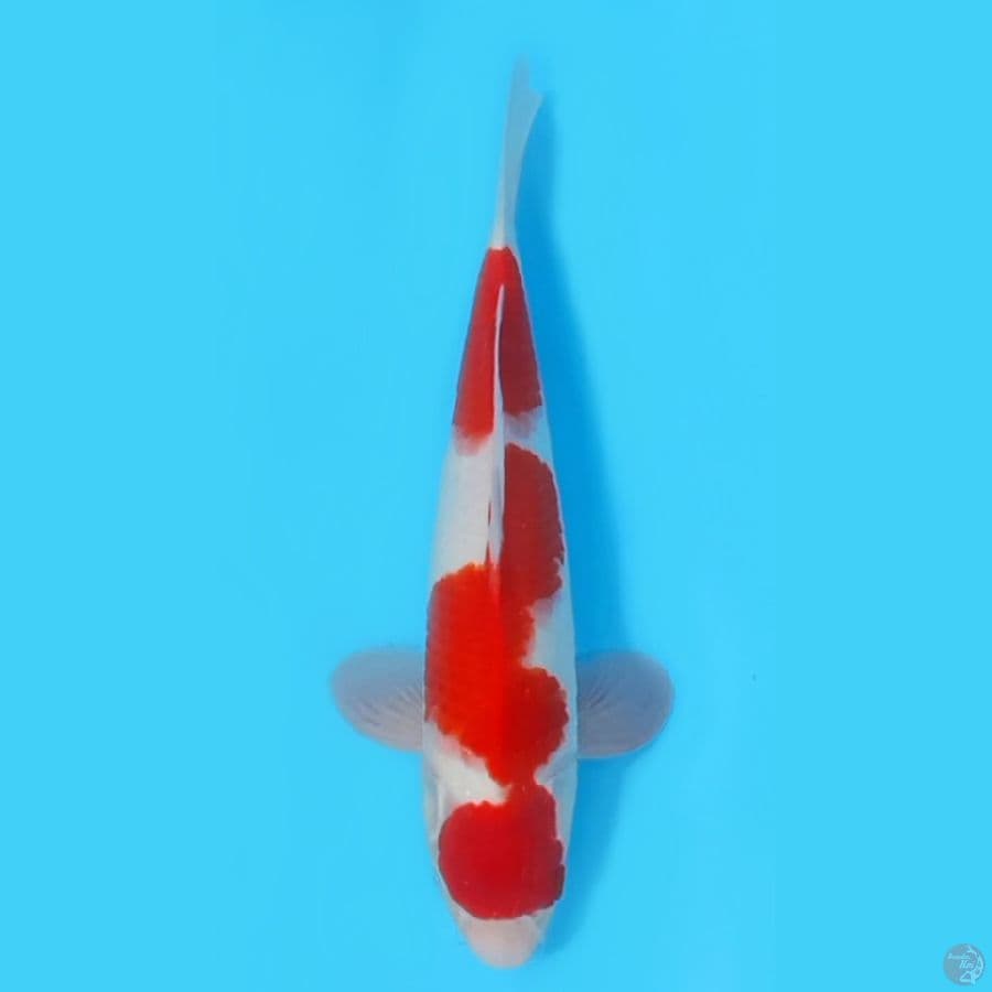 KOHAKU BAKAT JUMBO 33cm~MALE