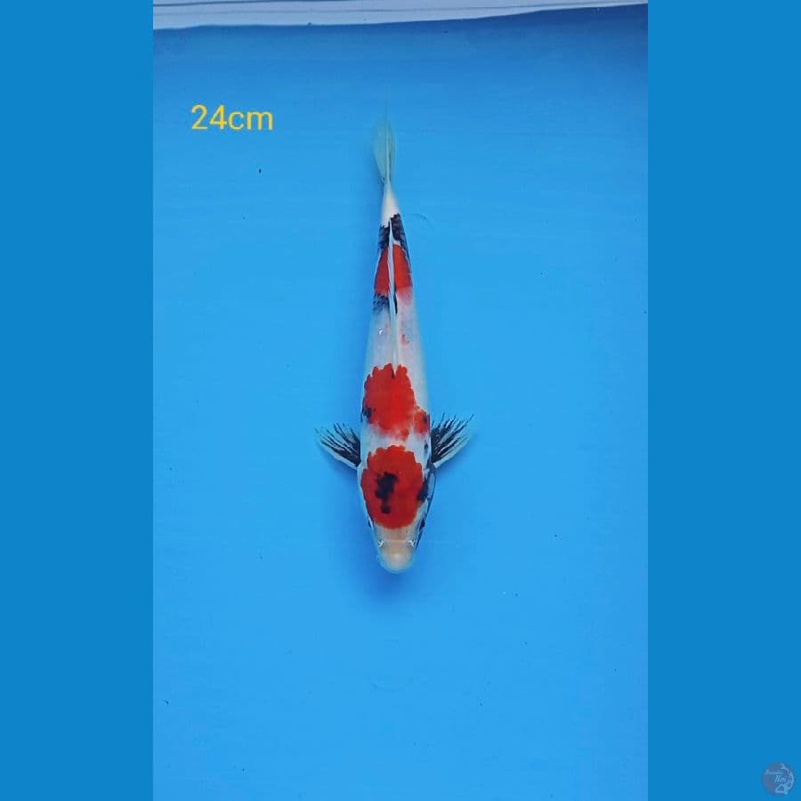 Showa 24cm