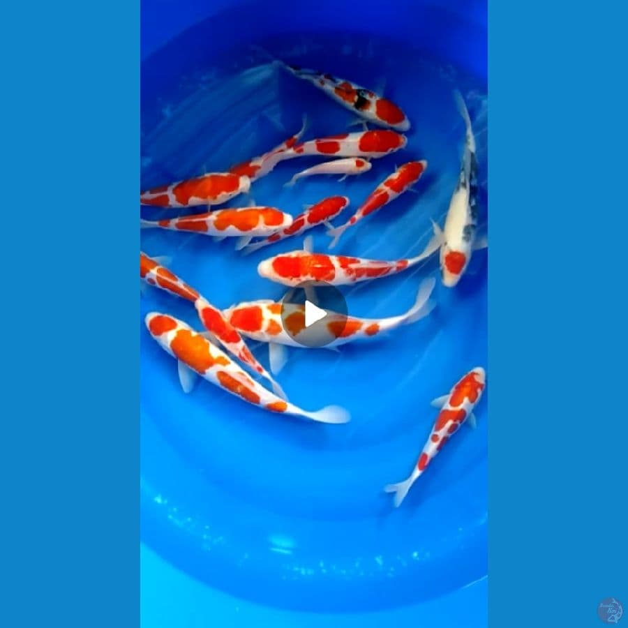 mix 17 - 30 cm