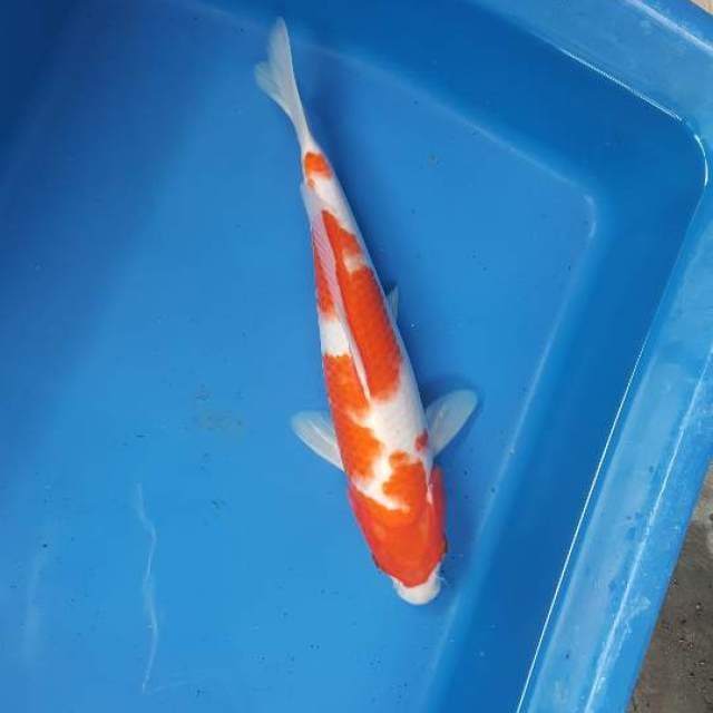 Kohaku caljum F series