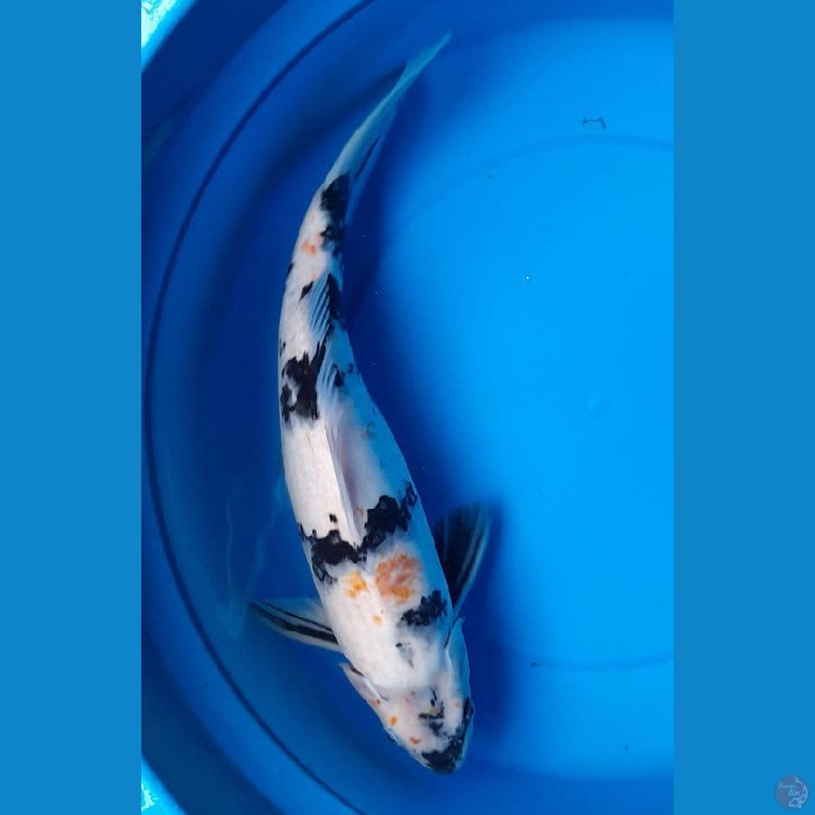 40cm shiro