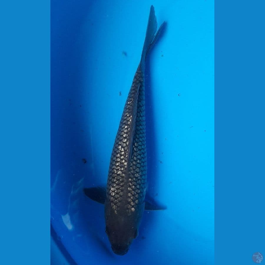 25cm shoragoi ginrin
