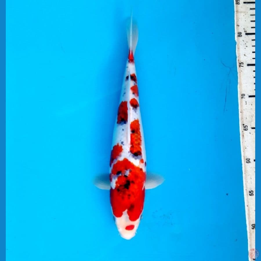 NK.2 Goshiki 33cm Female