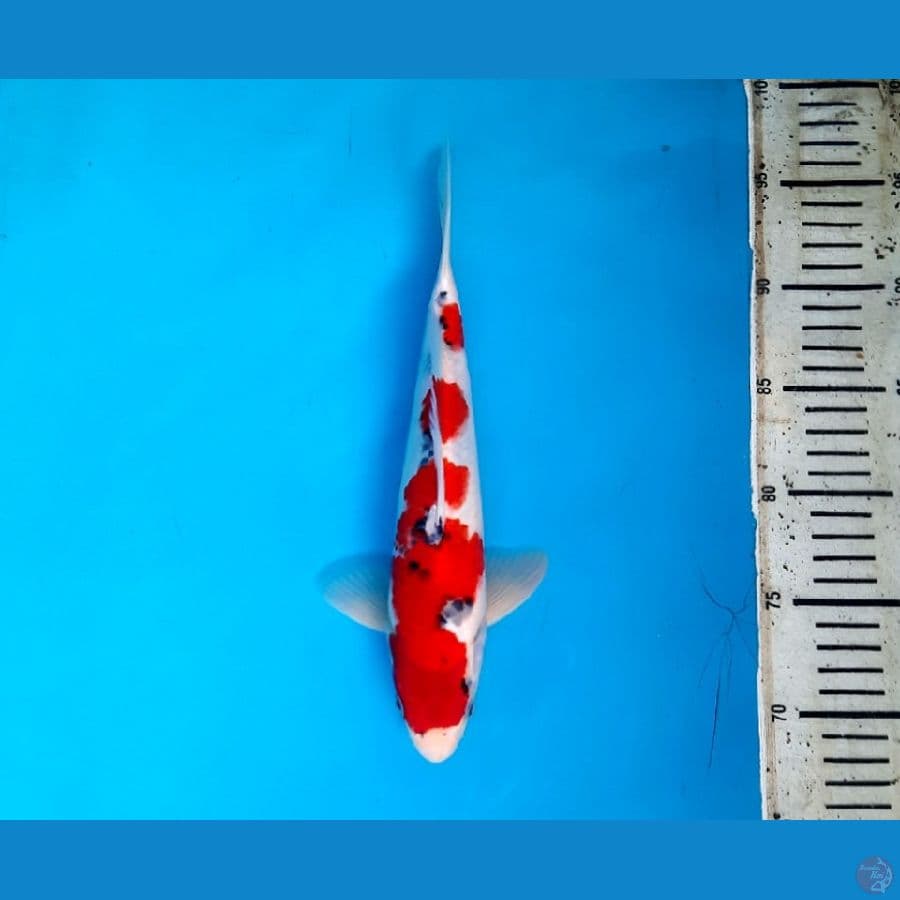 NK.4 Goshiki 28cm Male