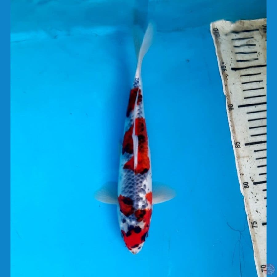 NK.5 Kuro Goshiki 27cm Male