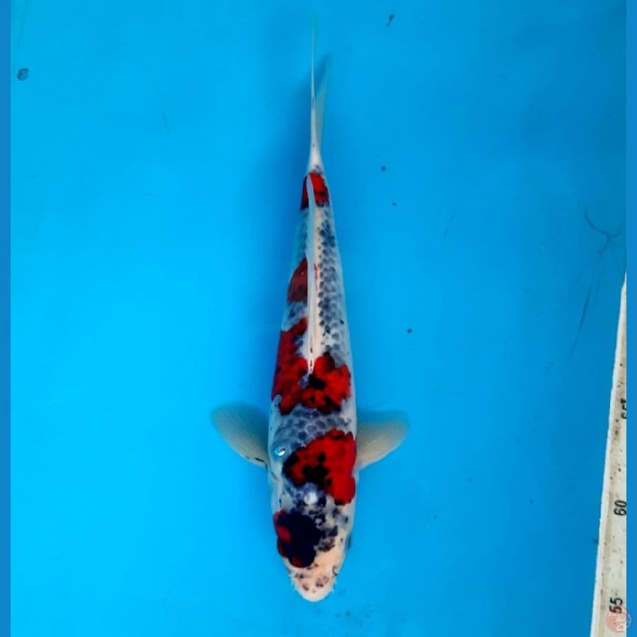 NK.6 Goshiki 30cm Male