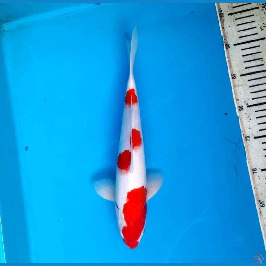 Kohaku 34cm Male