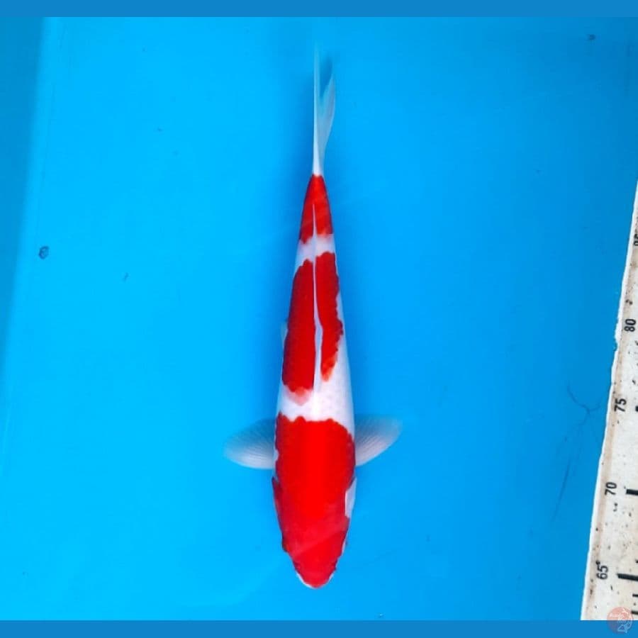 Kohaku 31cm Male