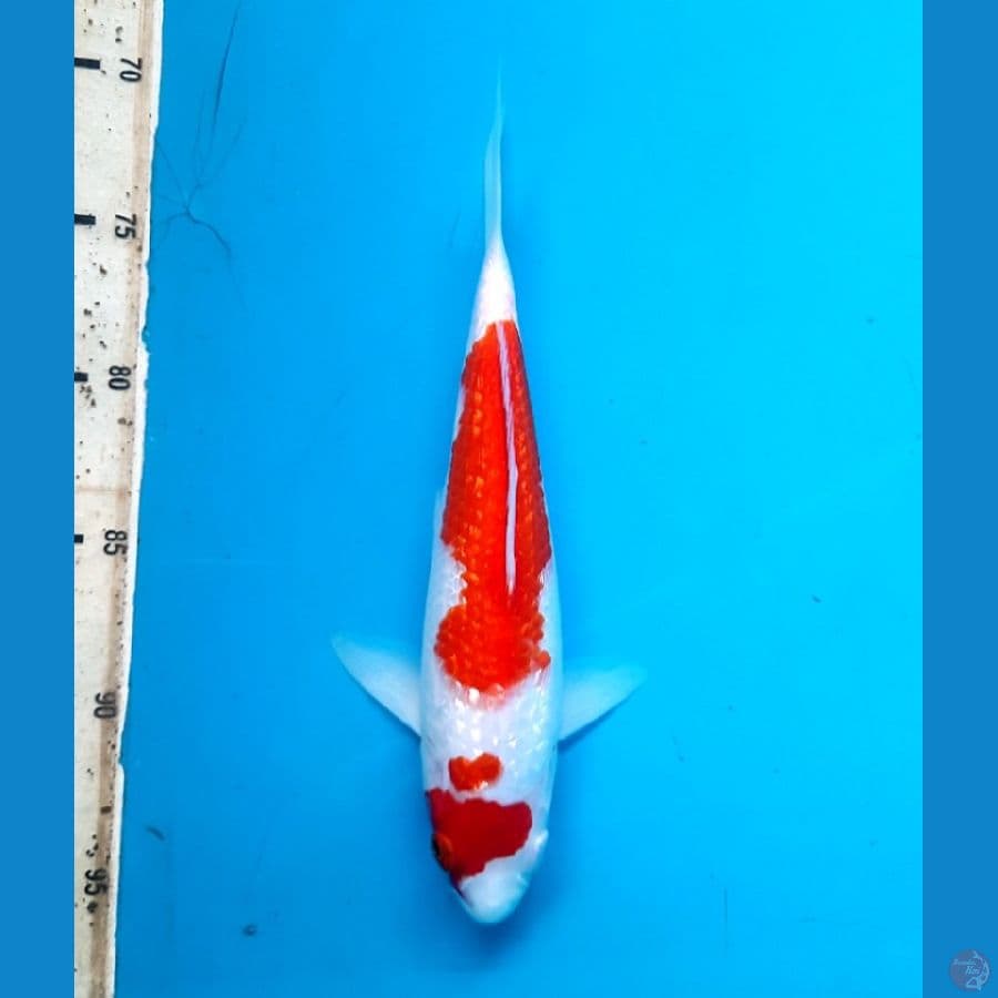 Ginrin kohaku 26cm Male