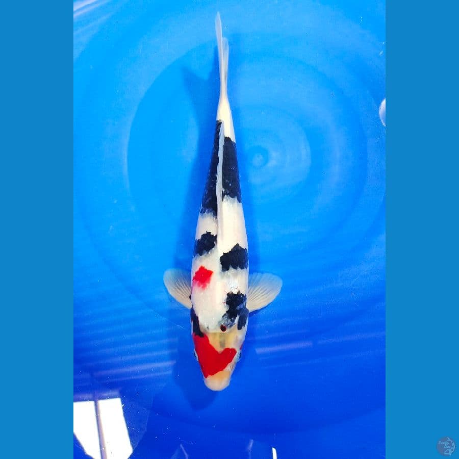 SHOWA 34CM