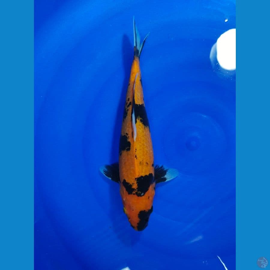 UTSURI 34CM