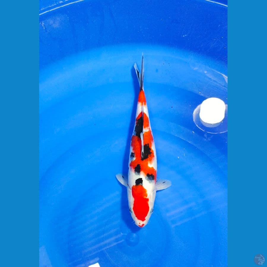 SANKE 28CM
