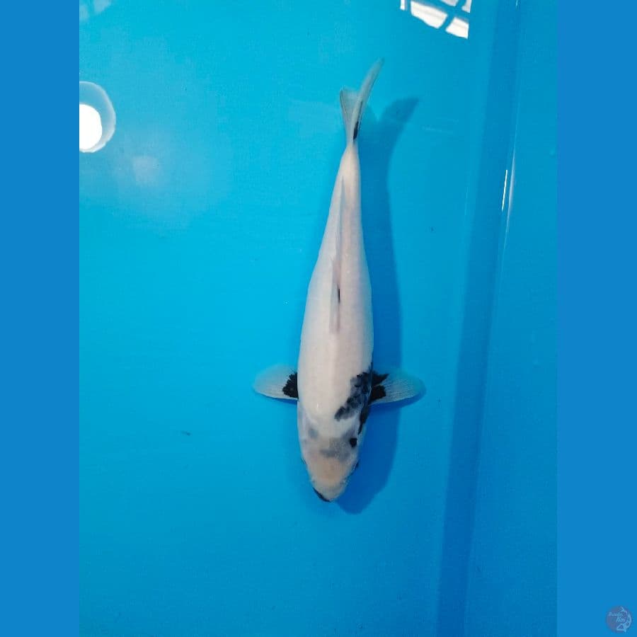BEKKO 33cm