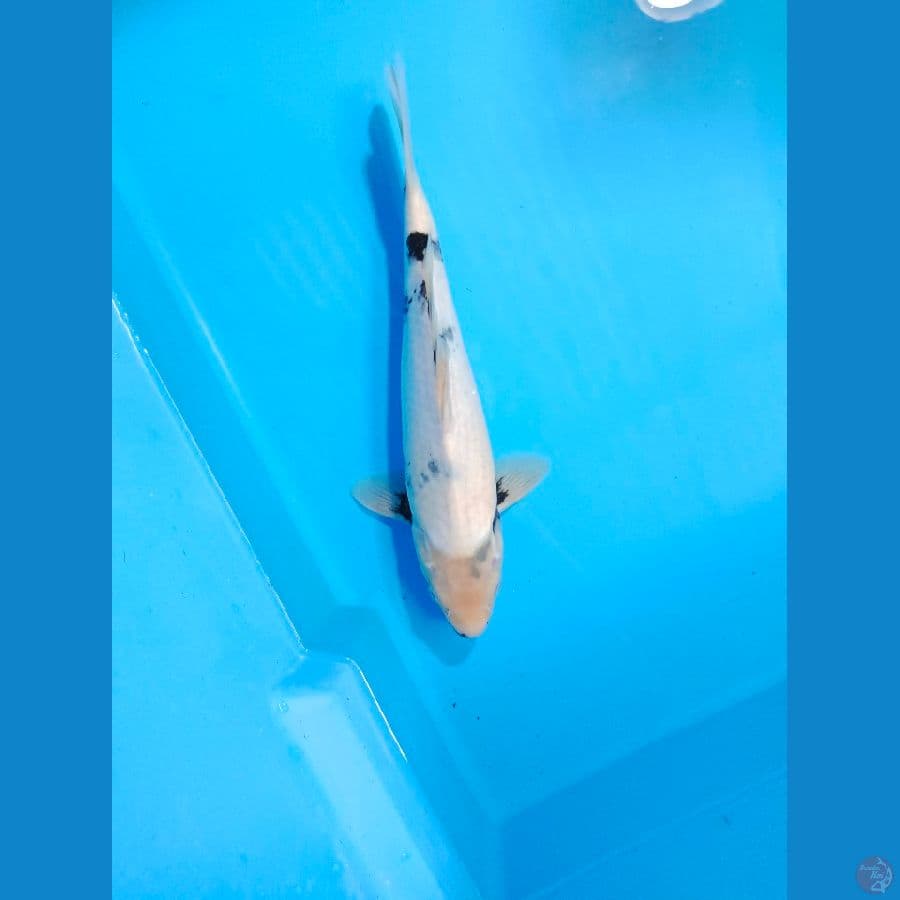 BEKKO 33CM