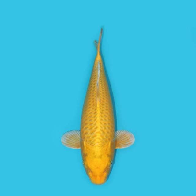 OGON BISA JUMBO