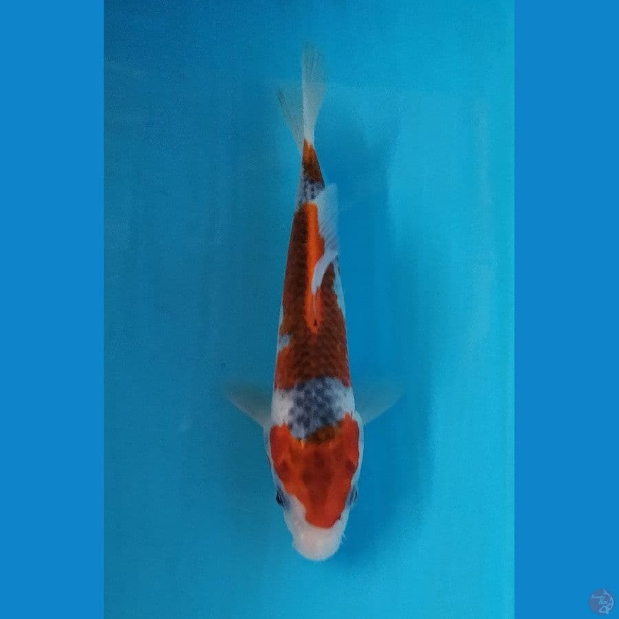 Red Kujaku 3step Original