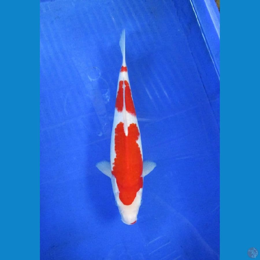 kohaku ±28cm