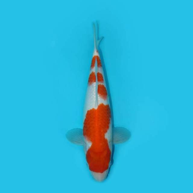 KOHAKU F1