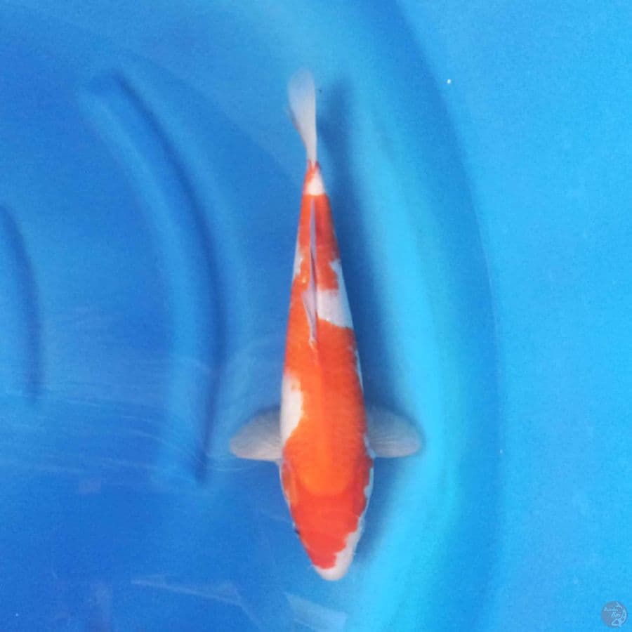 KOHAKU 35 cm