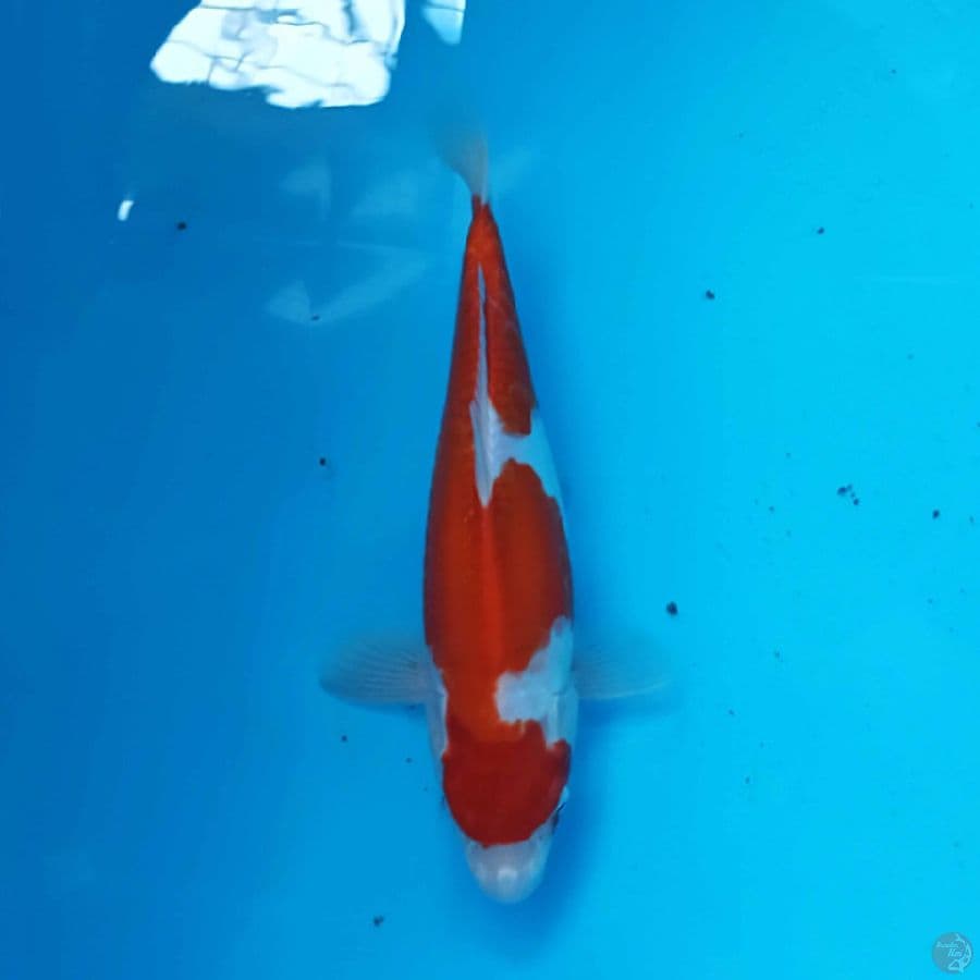KIKUSHUI 33 cm