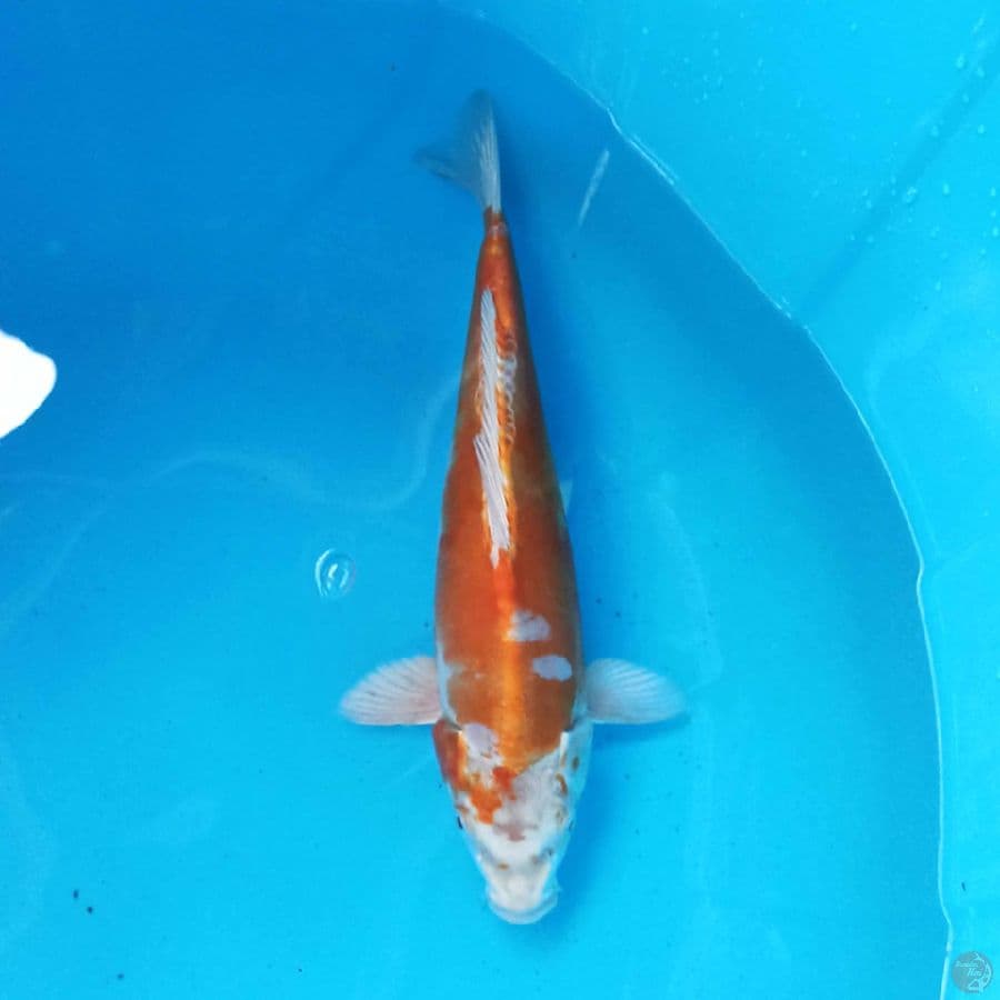 KIKUSHUI 33 cm