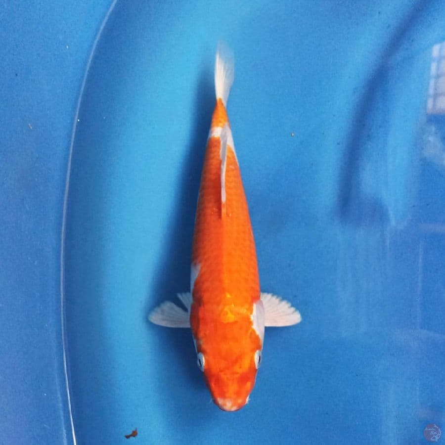 ORENJI HARIWAKE 25 cm
