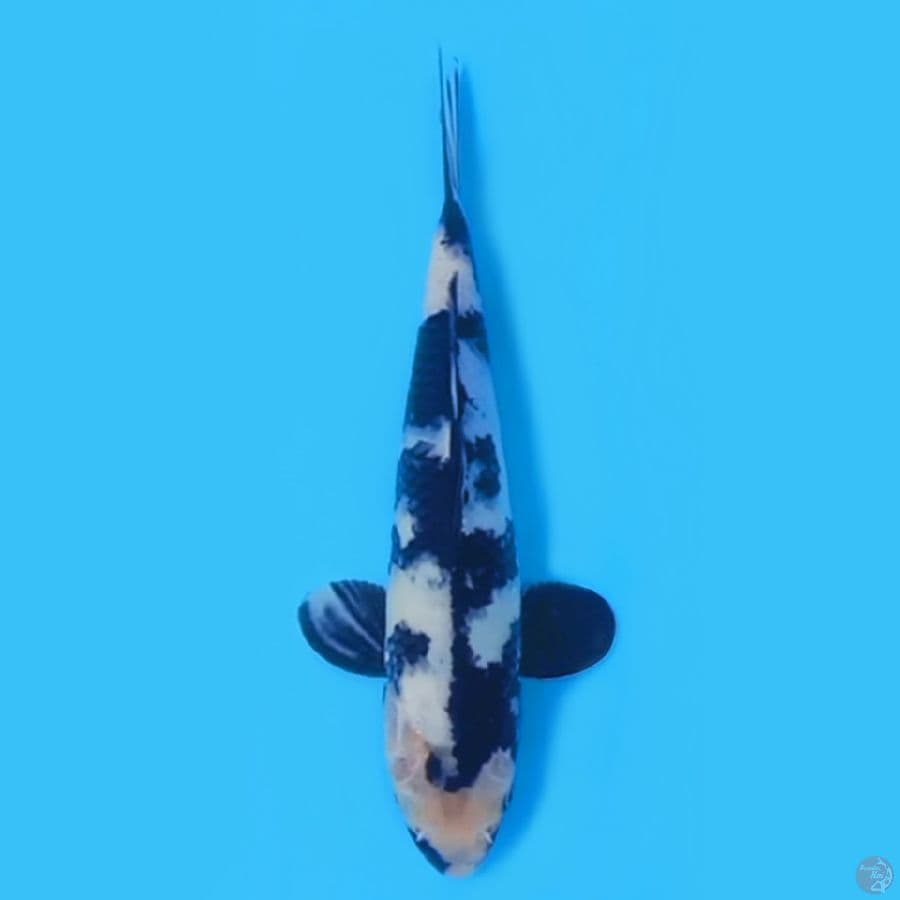 SHIRO 25CM - FEEMALE
