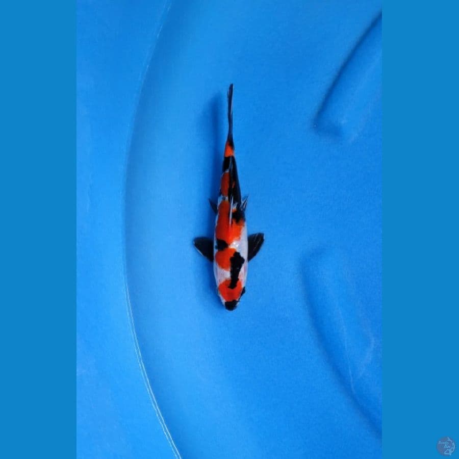 SHOWA BAHAN 21 CM - MALE