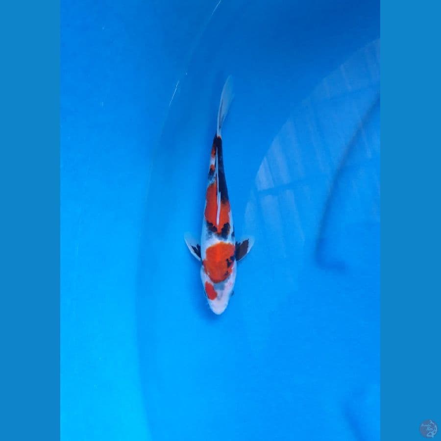 SHOWA CALON BAGUS 23CM - MALE