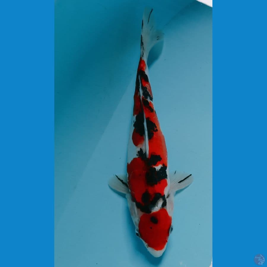 Sanke Doitsu 26 cm/female