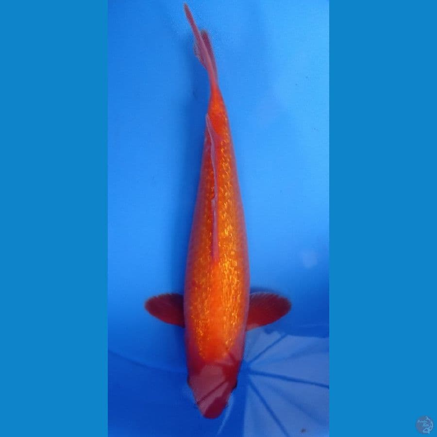 ~BENIGOI GINRIN 31cm~