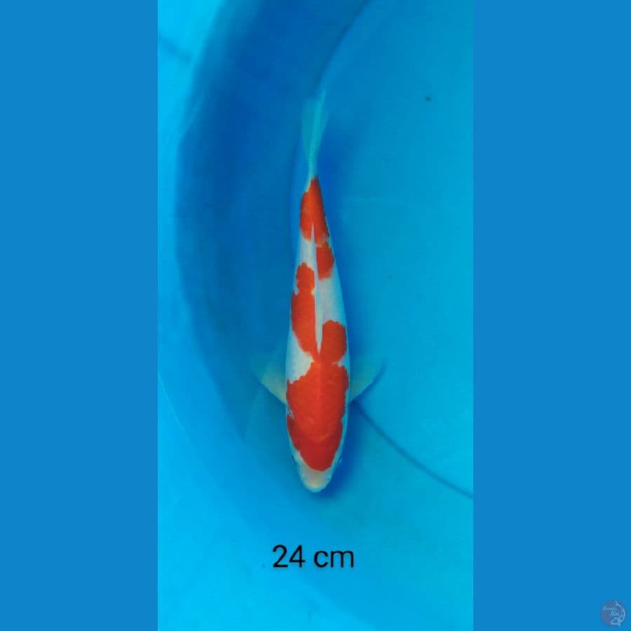kohaku stronger 24 cm