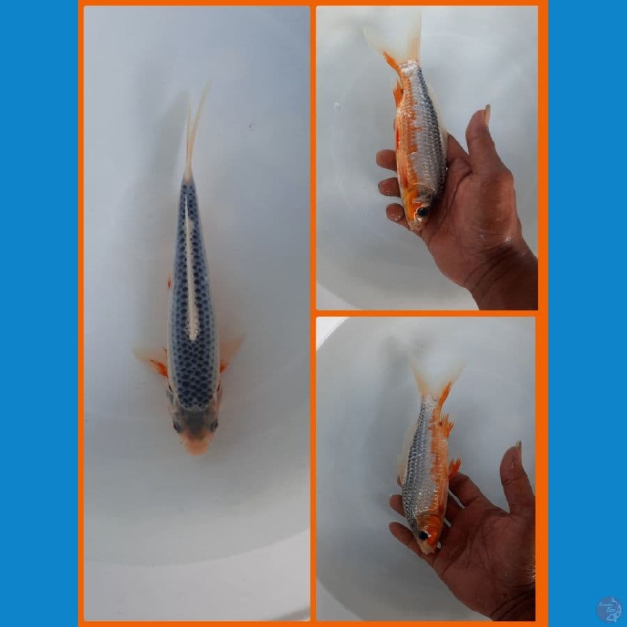 asagi 18cm
