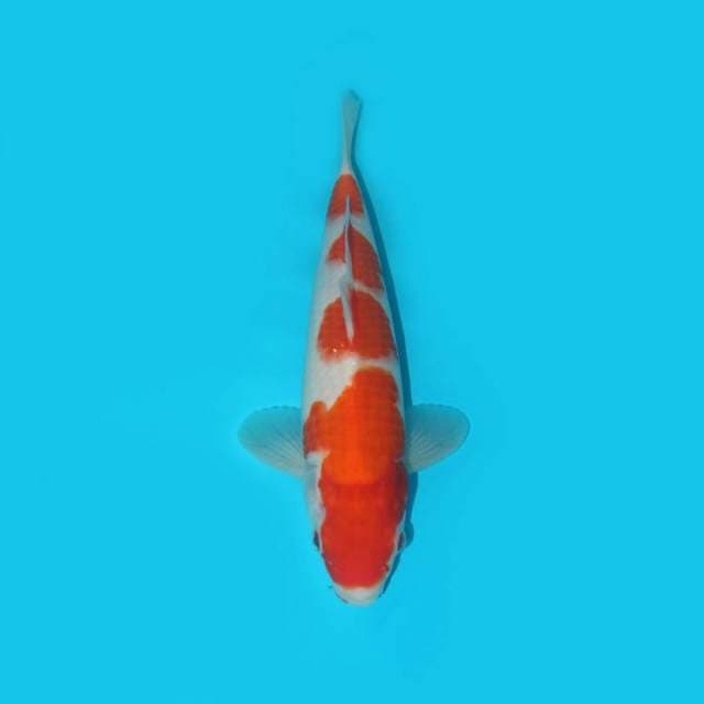 KOHAKU F1 YONDAN JUMBO TOSAI